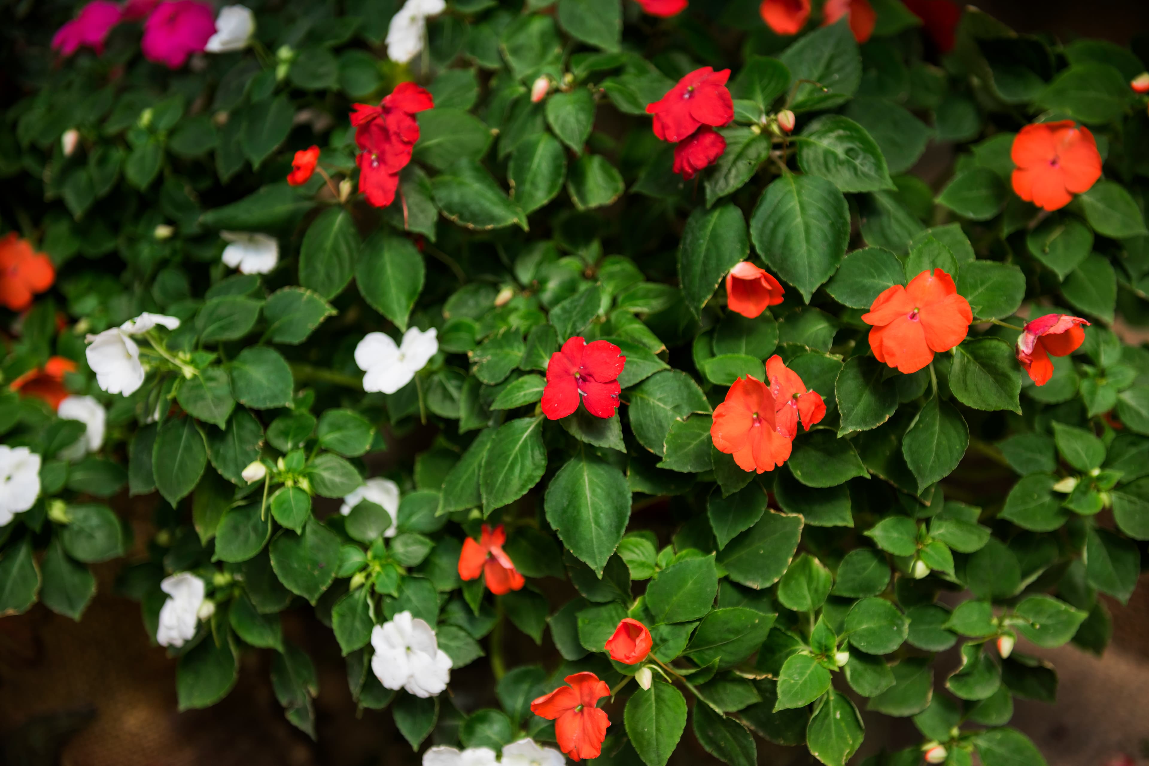 Flowering Plants