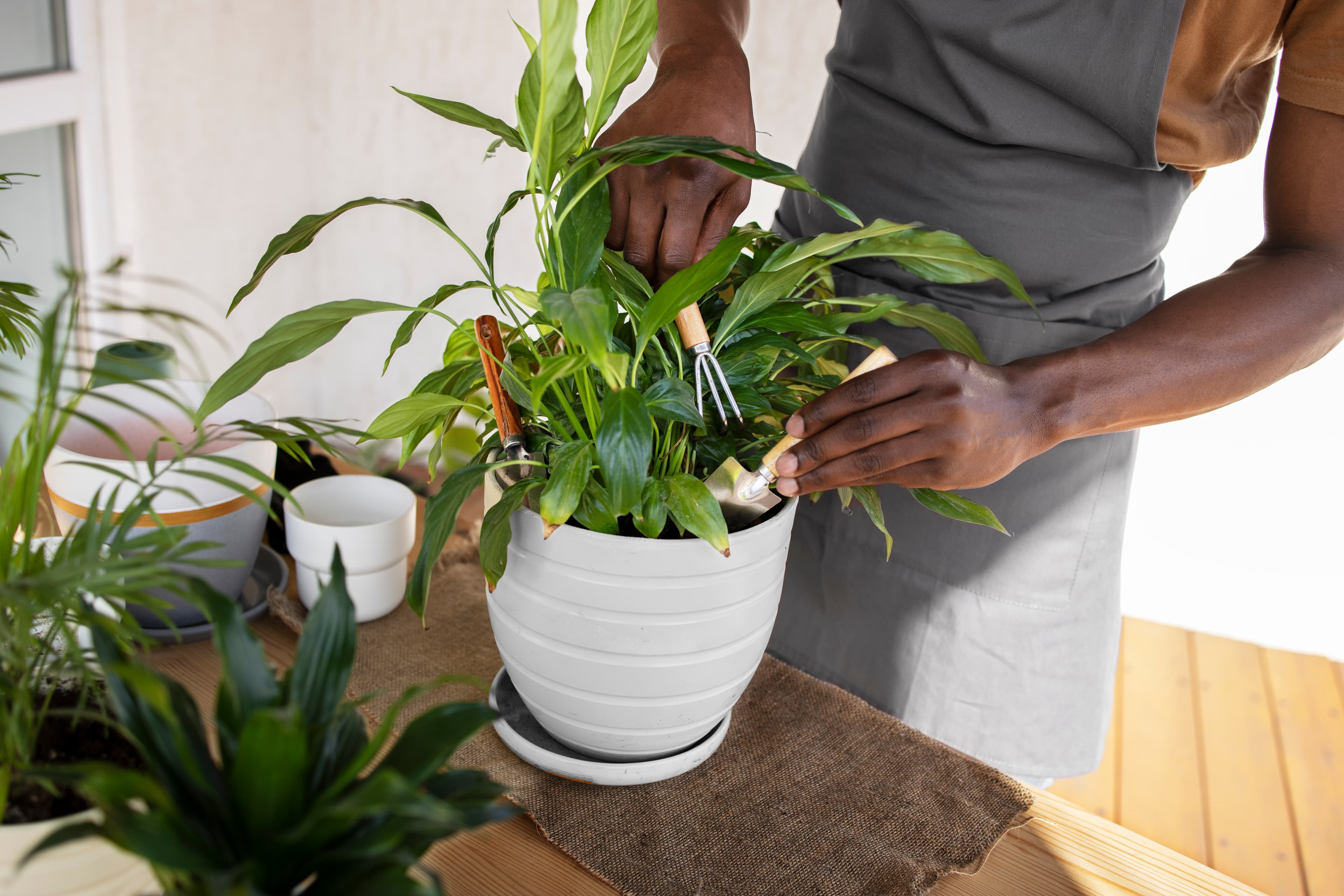Indoor Plants