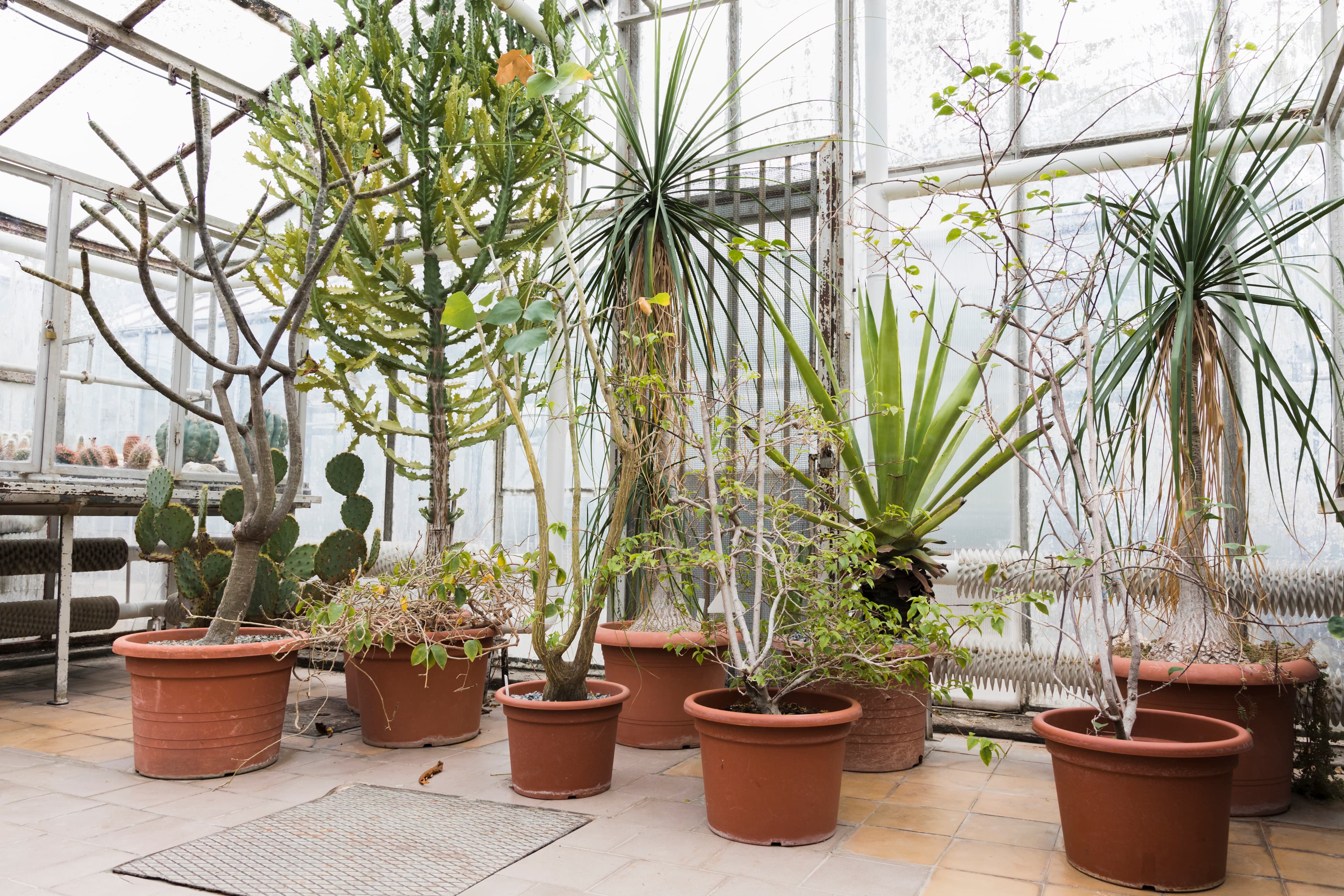 Outdoor Plants