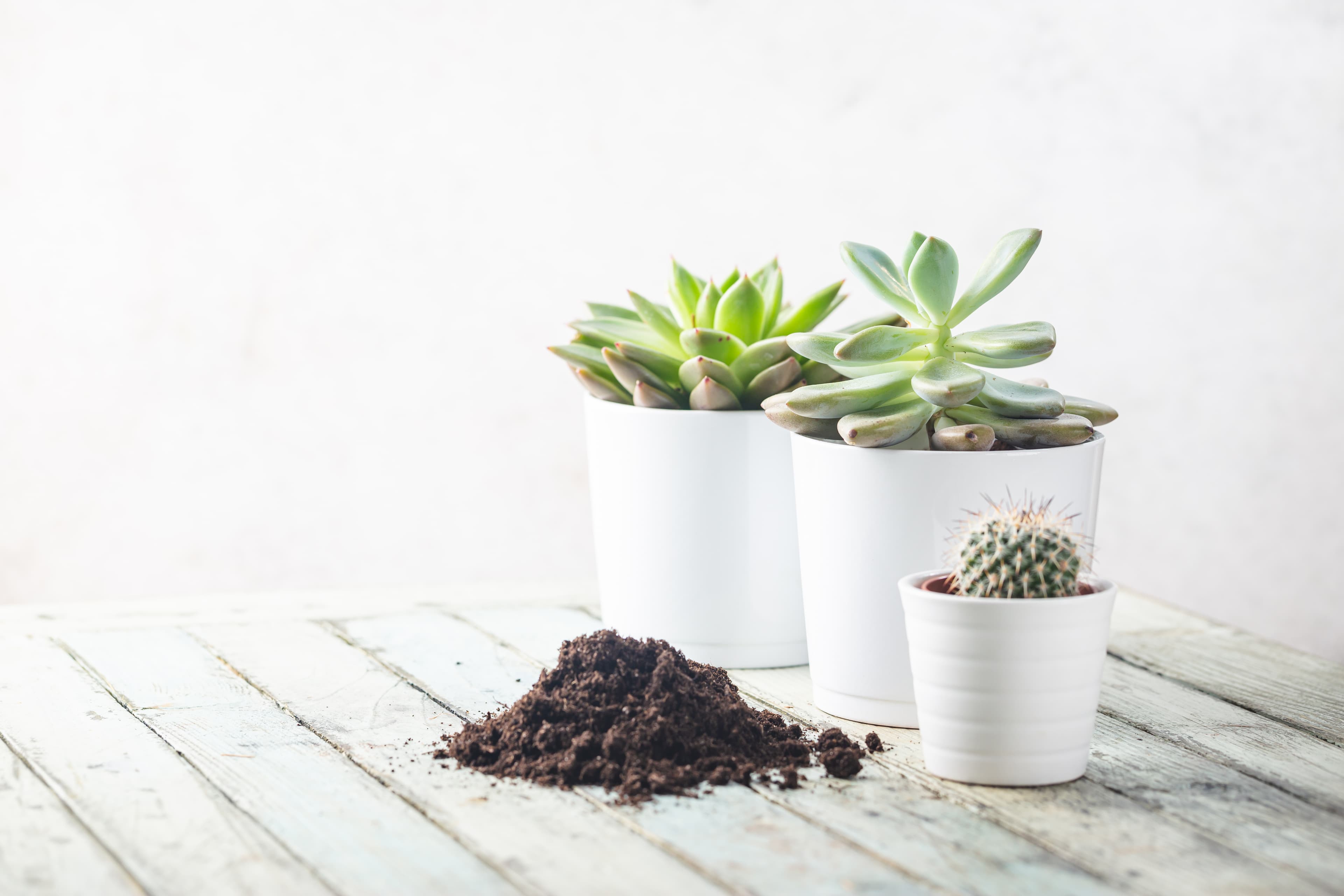 Succulents & Cacti