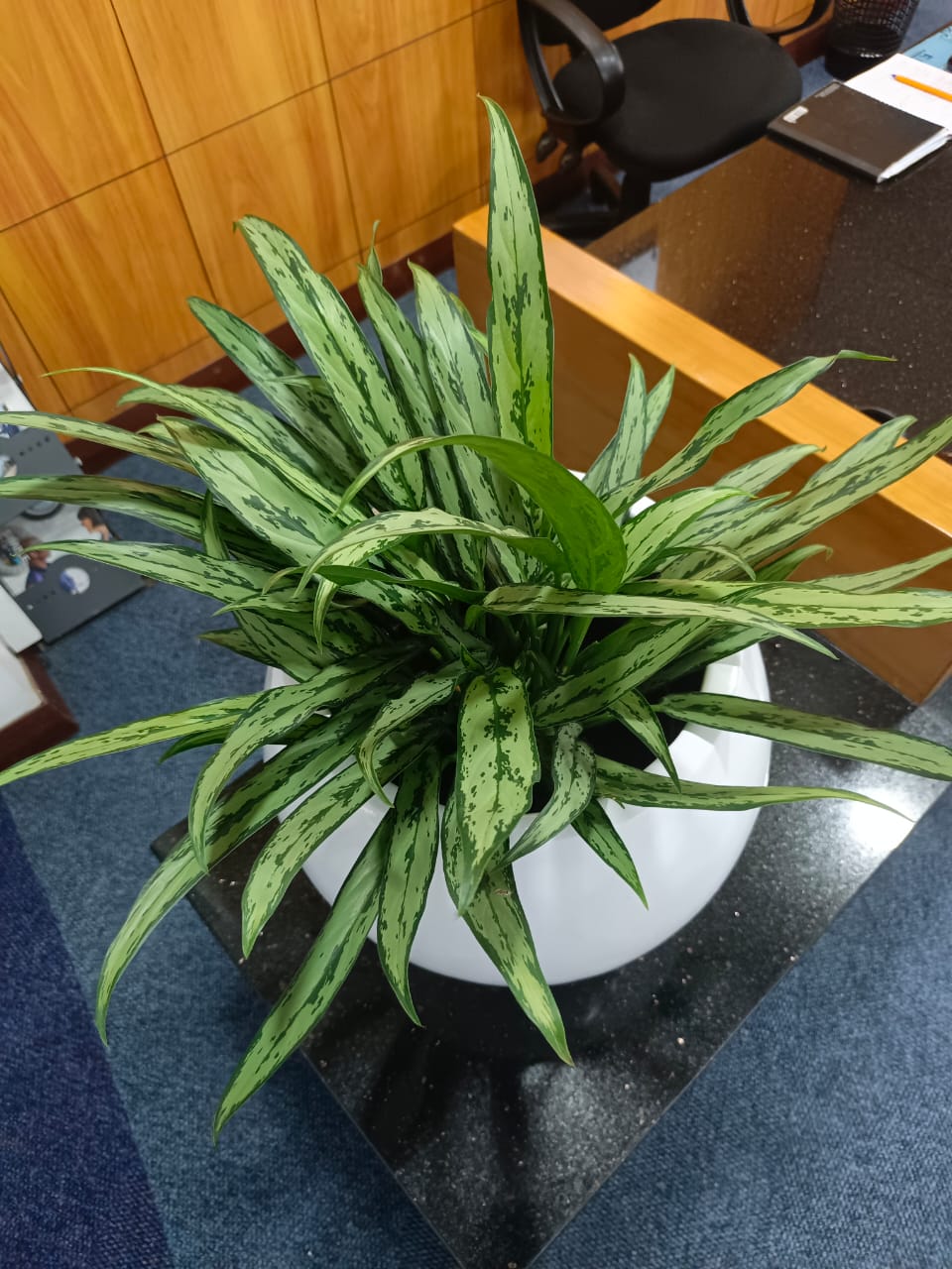 Angronaema Plant Nairobi Flower Shop