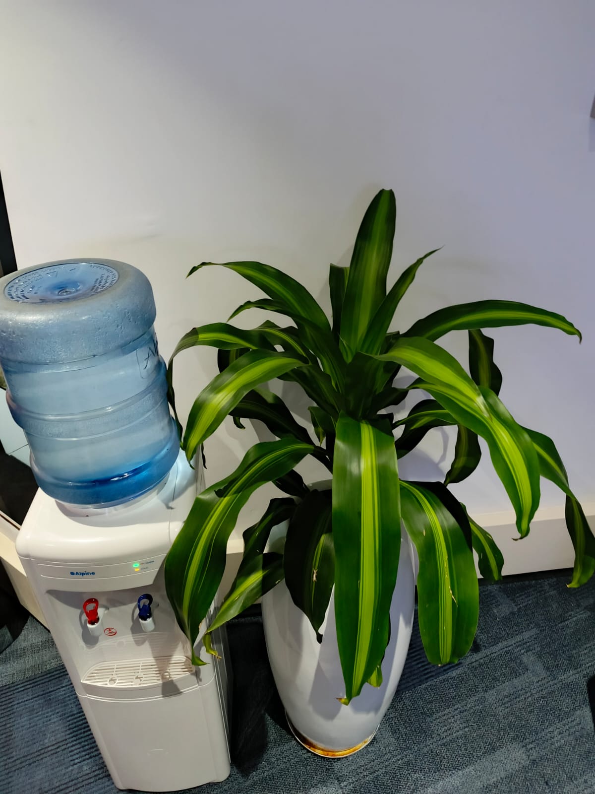 Dracaena Plant Kenya Flower Shop