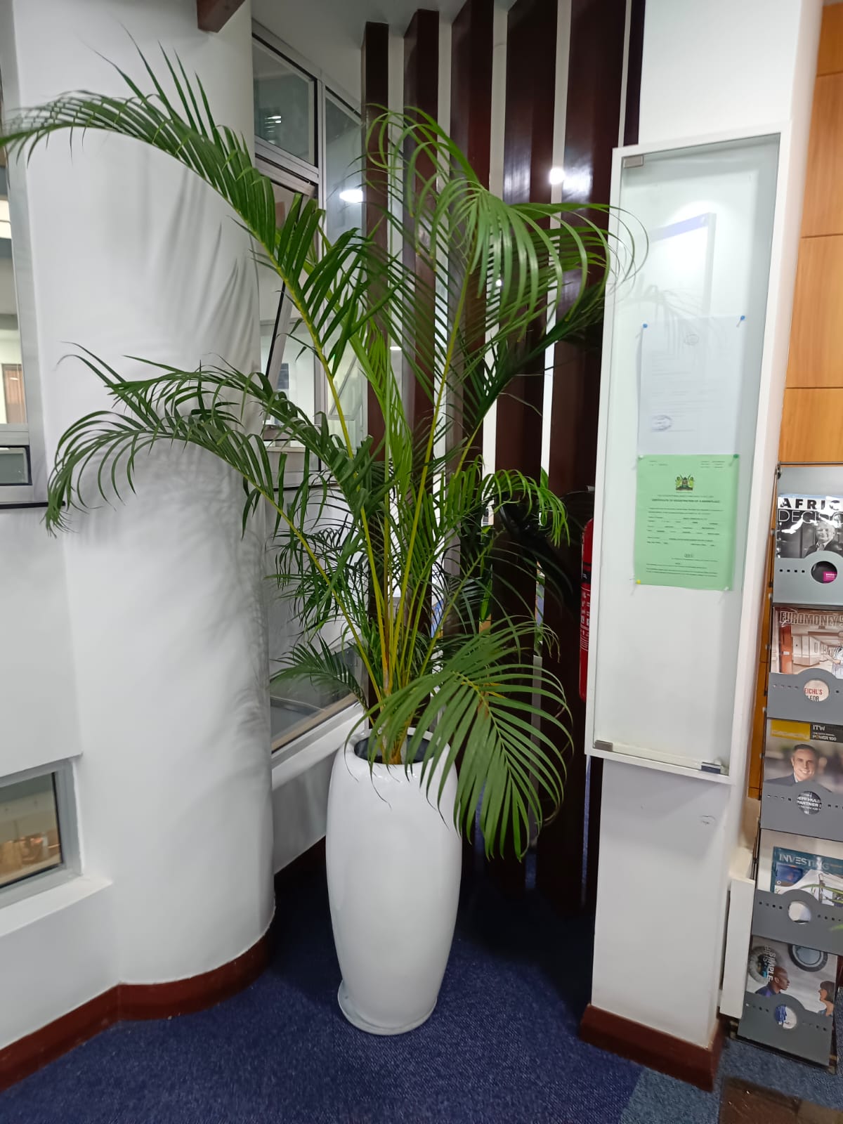 Golden Palm Plant Kenya Florist