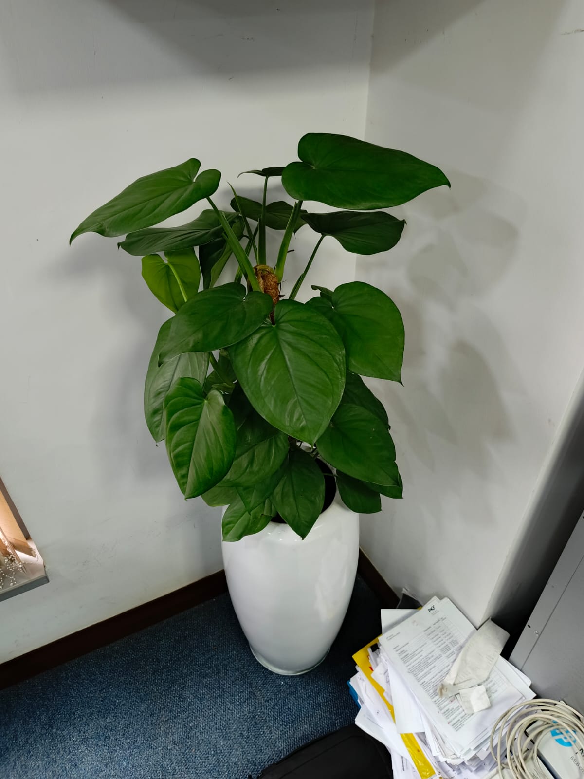 Heart Leaf Philodendron Nairobi