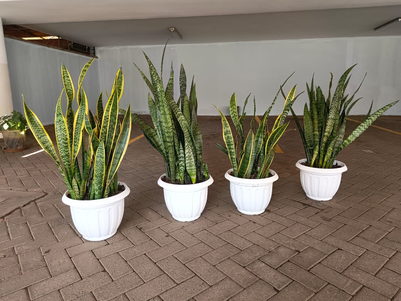 Indoor Plant Installation Nairobi Kenya