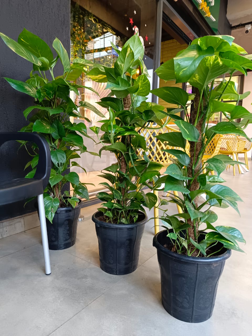 Money Plant Pothos from Kenya Florist