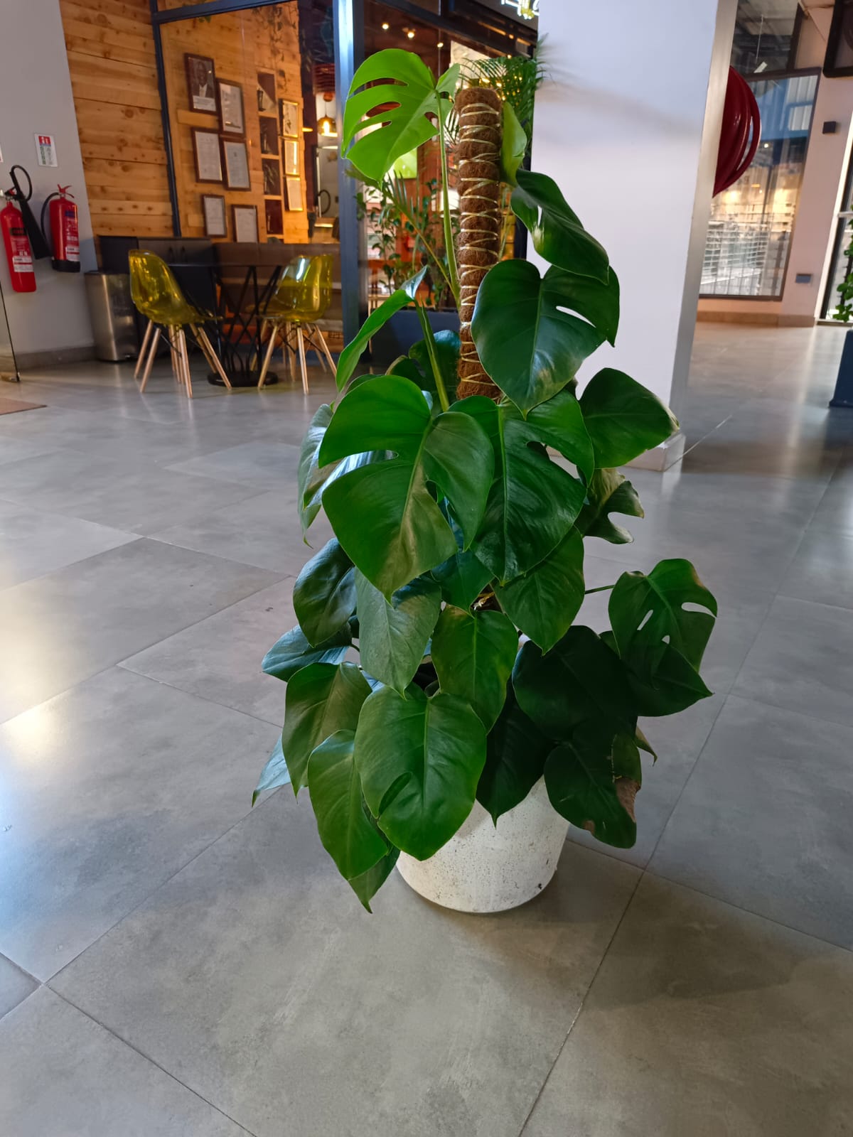 Monstera Plant from Sunton Florists Kenya