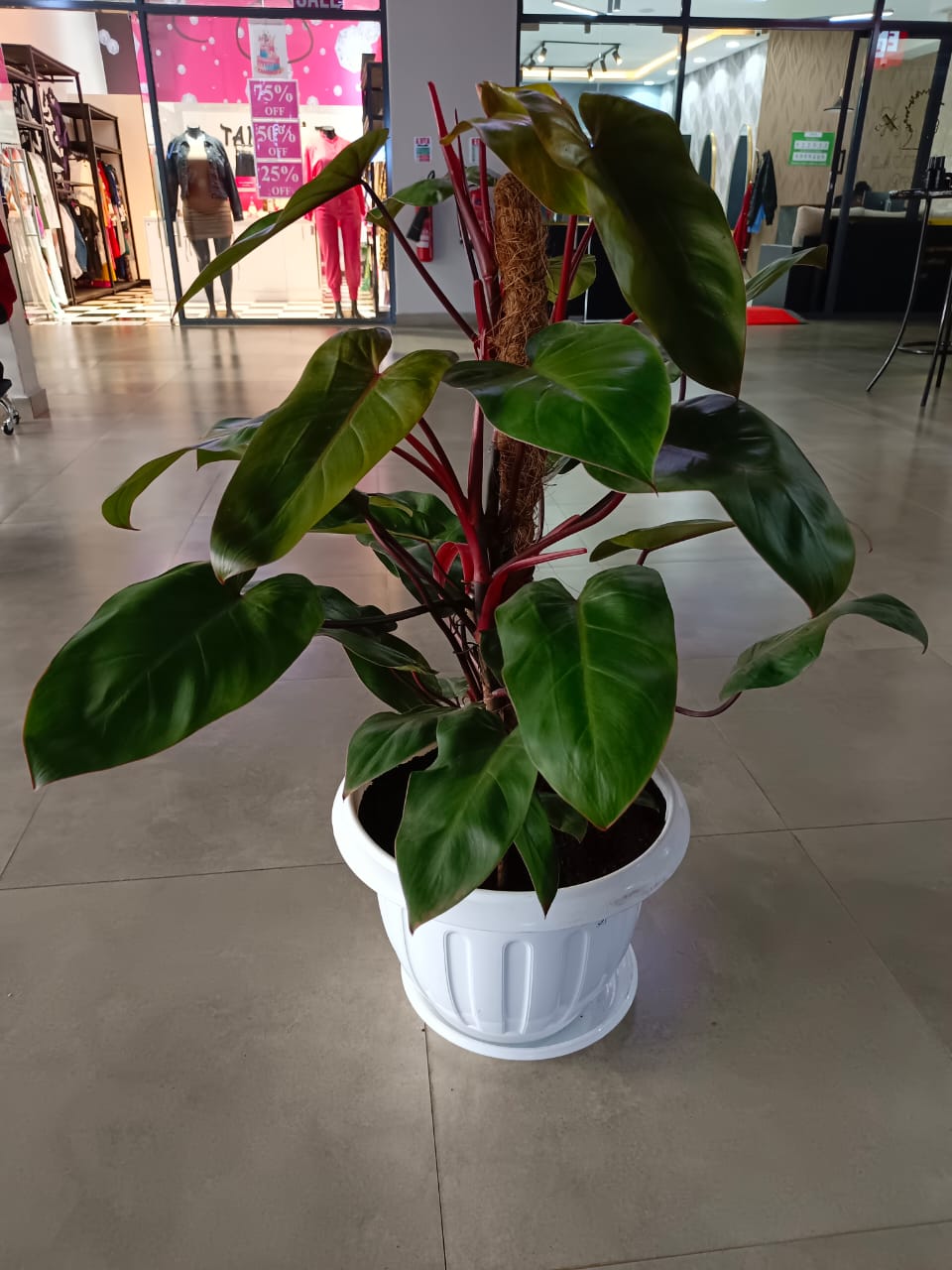 Philodendron Plant Nairobi Florist