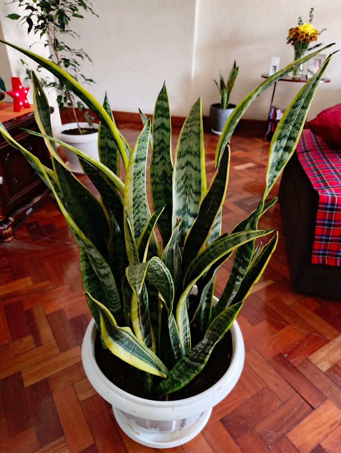 Snake Plant from Sunton Florists Nairobi